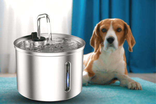 A shiny stainless steel water bowl filled with fresh water.