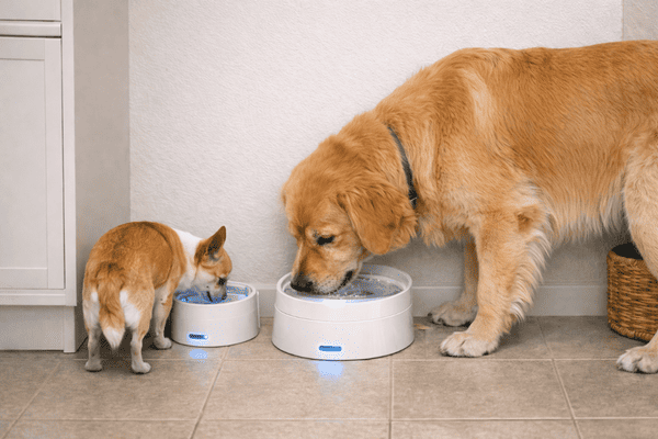 Two dogs of different sizes drinking from separate bowls placed in a cool indoor area.