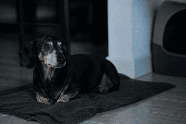 Small, elderly Dachshund lying on an uncomfortable surface during the night.