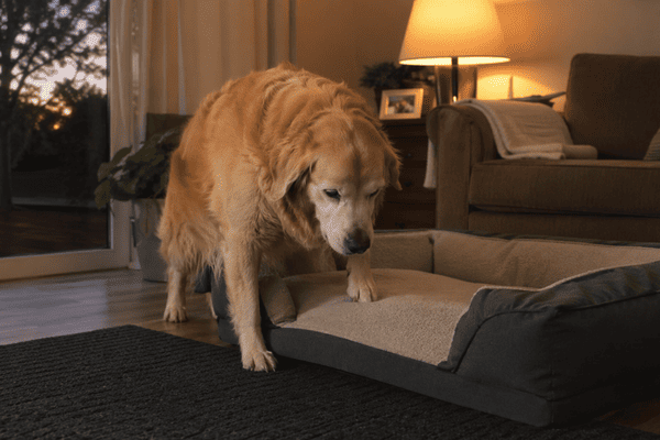 Senior dog walking slowly in the evening indoors
