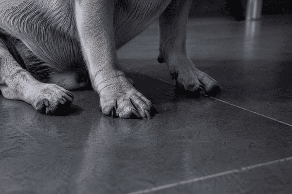 Hard surfaces increase pressure on joints and can make it harder for dogs with arthritis to relax. 