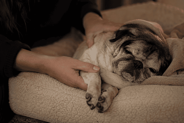 Small adjustments before bedtime can make resting much easier for dogs with arthritis.
