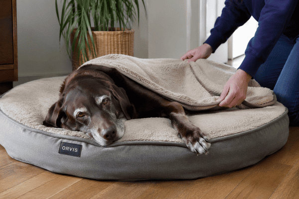 Senior Labrador resting on an orthopedic bed while a person adjusts a blanket