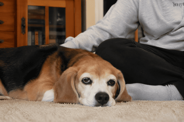Senior Beagle rests peacefully beside their owner