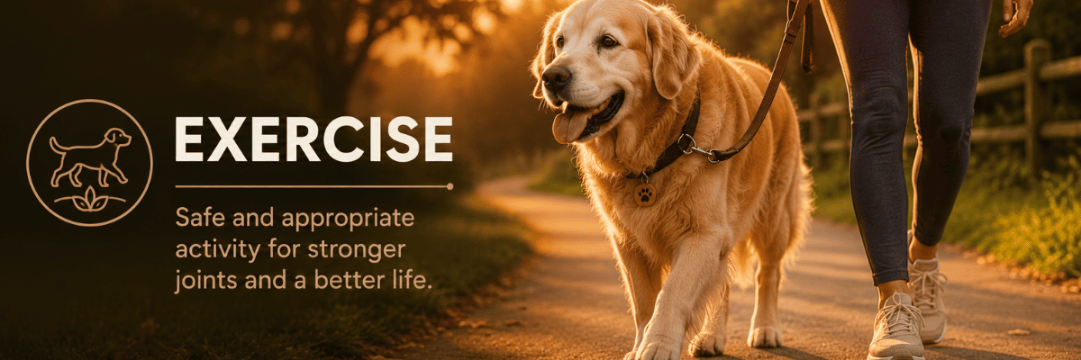 Senior dog on a walk being guided by its owner.