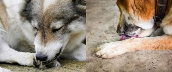 dog licking paw repeatedly due to discomfort
